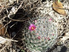 100227_Alchichica 152